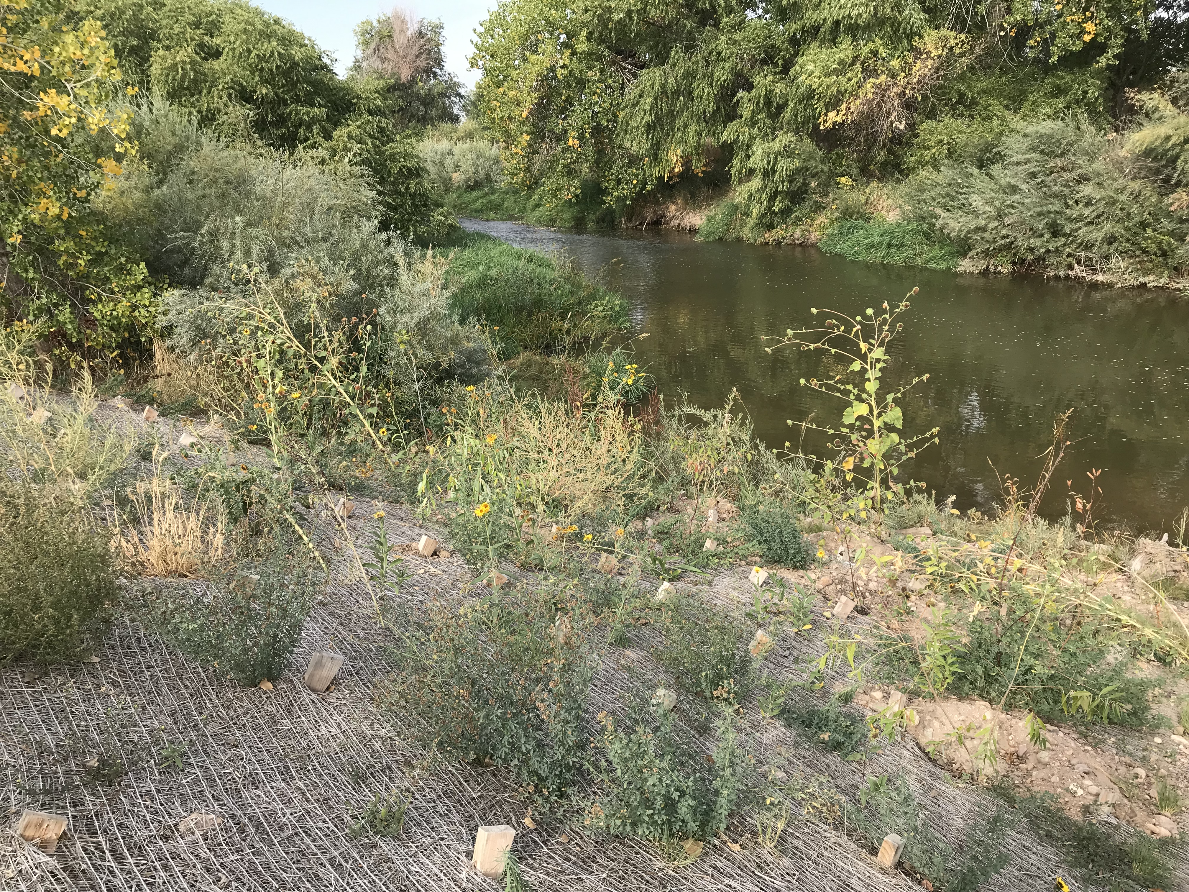 Restored river bank on the Wild and Scenic Poudre River