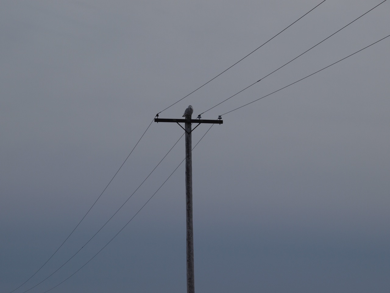 snowyOwl