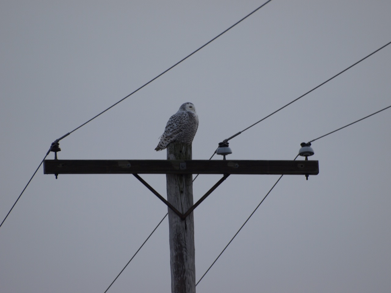 snowyOwl2