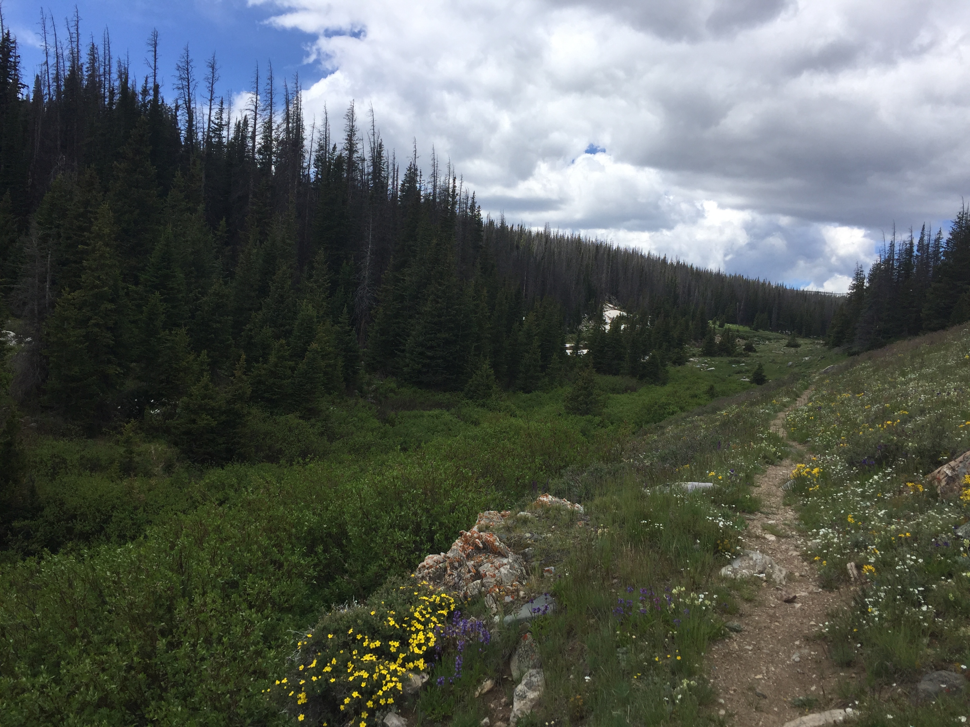 wildflowers